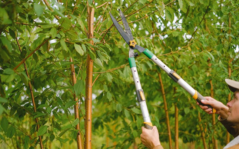 Tree trimming in Princeton, WV